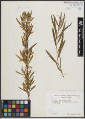 Foto von Salix argophylla Nutt.